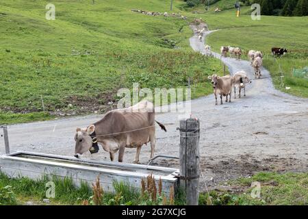 le troupeau de vaches dans les alpes suisses va à l'eau Banque D'Images