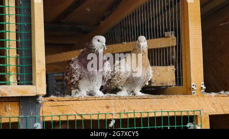 Couple de pigeon brun curly assis dans l'espace arrangé du bois, dans une cage avec une porte ouverte. Race spéciale et très mignon. Concept de paix, d'amour et de ca Banque D'Images