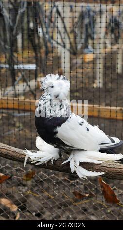 La fée saxonne avalent le pigeon. Pigeon de plumage blanc et noir avec plumes sur ses jambes, assis sur une branche dans une cage. Les pigeons de race spéciale. Zoo bi Banque D'Images
