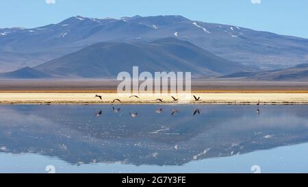 Un groupe de flamants roses volant au-dessus d'un lac de haute altitude avec réflexion de paysage volcanique dans les Andes, le désert d'Atacama, au Chili, près d'Ojos del Salado Banque D'Images