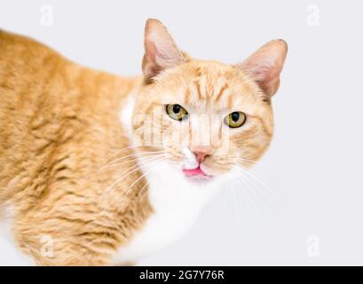 Un tabby orange shorthair chat qui colle sa langue dehors comme il liche ses lèvres Banque D'Images