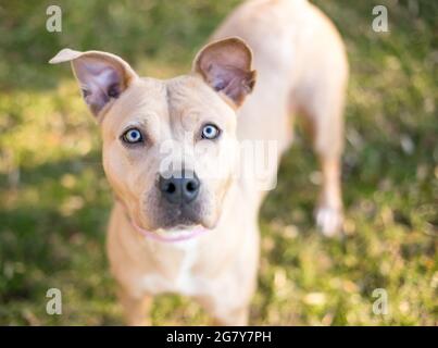 Chien mixte de race Pit Bull Terrier de couleur fauve avec de grandes oreilles regardant l'appareil photo Banque D'Images