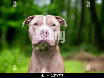 Un mignon chien de race mixte Pit Bull Terrier x Shar PEI en plein air Banque D'Images