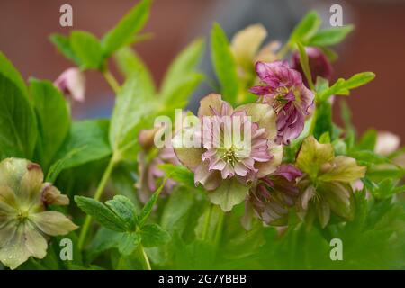 Helleborus Party Robe fleur dans le jardin au printemps. La rose de Noël est l'une des premières fleurs. Hellebores Party Dress Floraison plante. Banque D'Images