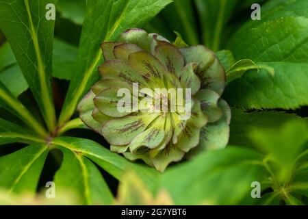 Fleurs de la rose de Noël ou de la rose de Lenten ou de la rose des neiges. Double hellébore rose Helleborus orientalis Cendrillon fleurit dans le jardin d'hiver en fin de période Banque D'Images