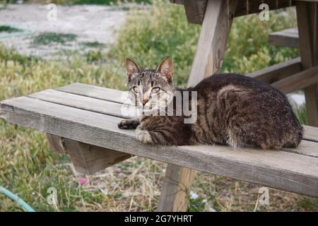 Sans-abri doux chat est assis sur le banc en bois. Adorable chat errant regardant l'appareil photo. Banque D'Images