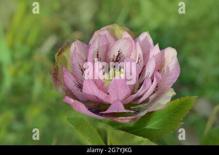 Fleurs de la rose de Noël ou de la rose de Lenten ou de la rose des neiges. HelleboreDouble Rose fleur mouchetée en hiver. Banque D'Images