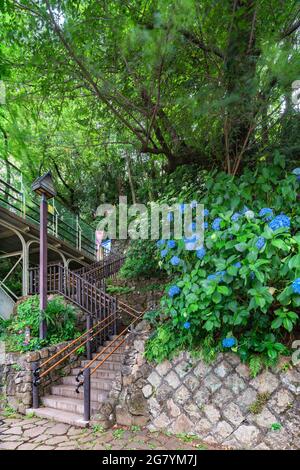 tokyo, japon - juin 15 2021 : le bleu hortensia ajisai fleurit sur la route d'Asuka-no-komichi le long des escaliers menant au parc d'Asukayama et à la soussl bridg Banque D'Images