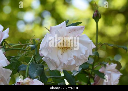 Un seul jardin de la rose de chine également connu sous le nom de la rose Bengale avec un beau fond vert élégant de bokeh nature Banque D'Images