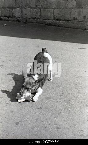 Années 1960, historique, à l'extérieur d'une cour, un chien corgi gallois gilet avec un jouet éléphant en caoutchouc dans sa bouche, Cheltenham, Angleterre, Royaume-Uni. Les chiens bas, avec des jambes courtes et une poitrine profonde, ont été élevés de façon orginale au bétail, aux moutons et aux chevaux de troupeau. Les chiens joueurs, intelligents et affectueux se développent grâce à la stimulation mentale et à l'activité physique. Banque D'Images