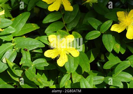 Rose-de-Sharon à fleurs jaunes, millepertuis (Hypericum calycinum). Famille Hypericaceae. Jardin hollandais, juillet. Banque D'Images