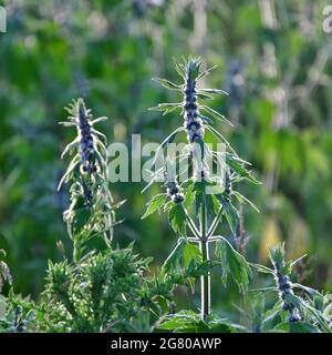 Motherwort - une plante médicinale avec un effet calmant Banque D'Images