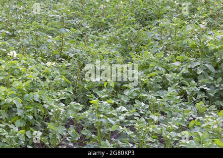 Plantations de pommes de terre vertes en journée en été. Banque D'Images