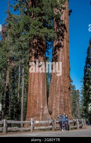 Les séquoias géants de Twin Sisters au général Grant Grove sont une paire d'arbres qui ont grandi ensemble à leur base. Parc national de Kings Canyon, Californie. Banque D'Images