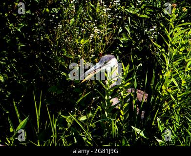 Héron bleu dans les roseaux autour d'un étang rural Banque D'Images