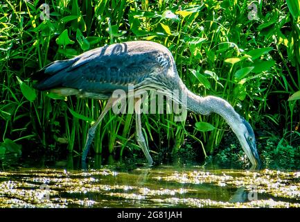 Héron bleu dans les roseaux autour d'un étang rural Banque D'Images