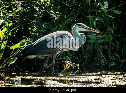 Héron bleu dans les roseaux autour d'un étang rural Banque D'Images