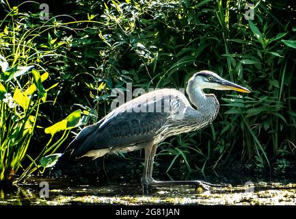 Héron bleu dans les roseaux autour d'un étang rural Banque D'Images