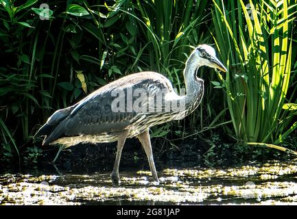 Héron bleu dans les roseaux autour d'un étang rural Banque D'Images