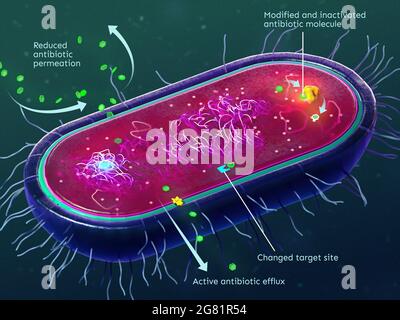 Mécanismes de résistance aux antibiotiques des bactéries Banque D'Images