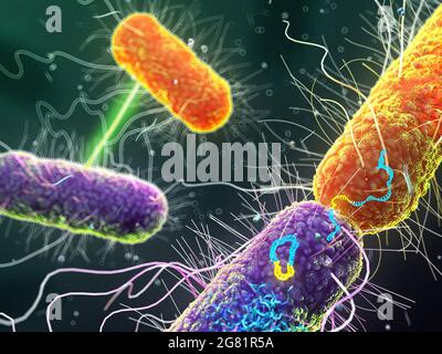 Conjugaison bactérienne, illustration Banque D'Images