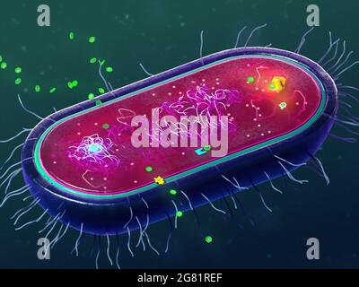 Mécanismes de résistance aux antibiotiques des bactéries, illustration Banque D'Images