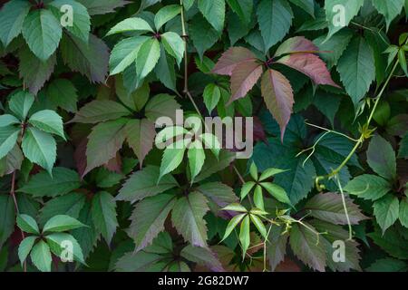 Texture et arrière-plan des feuilles vertes. Les feuilles de Parthénocissus ou d'ivy de boston sont rapprochées. Motif feuillage. Plantes ornementales grimpantes. Banque D'Images