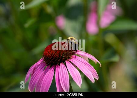 Vue macro d'un bourdon se nourrissant sur la tête de cône d'une conefée pourpre (échinacea purpurea) Banque D'Images