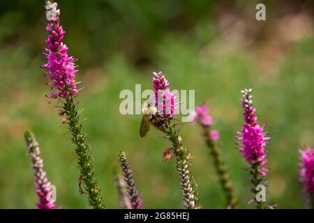 Vue macro d'un bourdon se nourrissant sur les fleurs d'une belle plante speedwell à pointes (veronica spicata) Banque D'Images