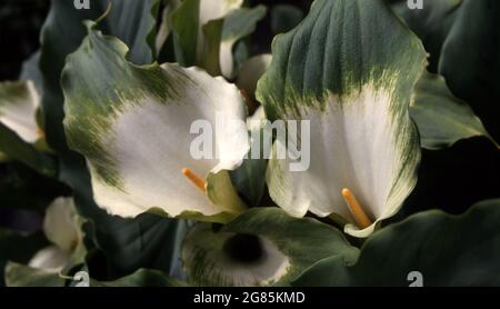 Zantedeschia Déesse verte ou Lily vert d'arum Banque D'Images