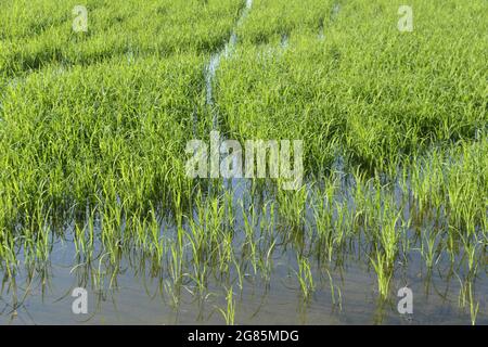 Rizières atdelta rivière Ebro sur l'île de Buda, Deltebre , Baix Ebre, Tarragone, Catalogne, Espagne Banque D'Images