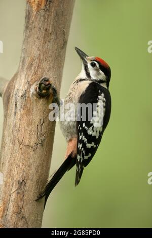 Gros plan d'un grand pic tacheté (Dendrocopos Major) perché sur un arbre sur fond vert, Royaume-Uni. Banque D'Images