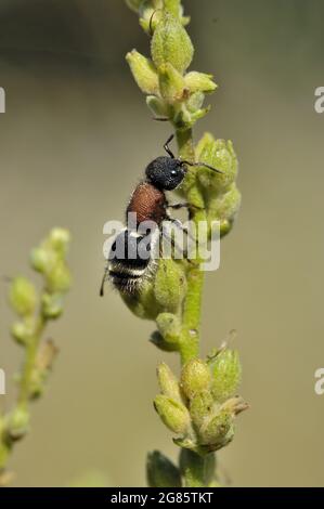 Grande fourmi de velours (Mutilla europaea) femelle en été Vaucluse - Provence - France Banque D'Images