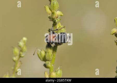 Grande fourmi de velours (Mutilla europaea) femelle en été Vaucluse - Provence - France Banque D'Images