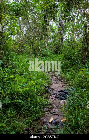 Le chemin vers la plantation qui ne peut être passé que par des véhicules à deux roues Banque D'Images