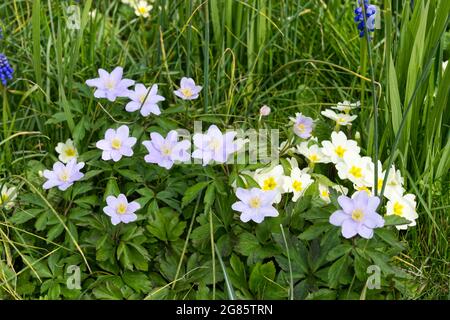 Fleurs de printemps, anémone de bois bleu (Anemone nemorosa Robinsoniana ) primrosiers et muscari poussant dans l'herbe avril Royaume-Uni Banque D'Images