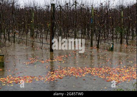 ORCHARD INONDÉE. Motueka, Nouvelle-Zélande 17 juillet 2021. Les pommes se trouvent dans les eaux d'inondation qui ont traversé la campagne de Motueka pendant les inondations dans l'île du Sud de la Nouvelle-Zélande. © Anne Webber / Alamy Live News Banque D'Images