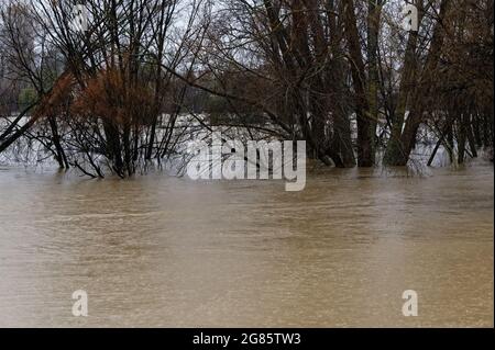 ARBRES INONDÉS. Motueka, Nouvelle-Zélande 17 juillet 2021. Les arbres le long de la rivière Motueka ont été inondés après que la rivière a brisé ses berges lors des inondations dans l'île du Sud de la Nouvelle-Zélande. © Anne Webber / Alamy Live News Banque D'Images