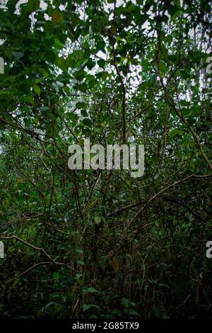 Plantes vertes poussant dans la forêt Banque D'Images