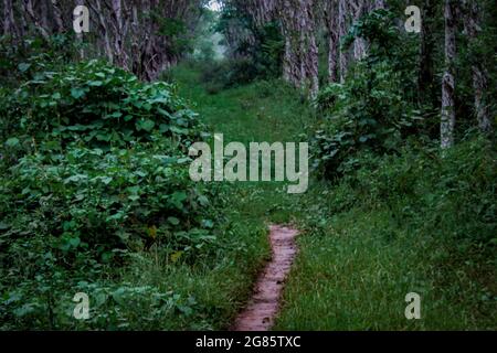 Le chemin vers la plantation qui ne peut être passé que par des véhicules à deux roues Banque D'Images