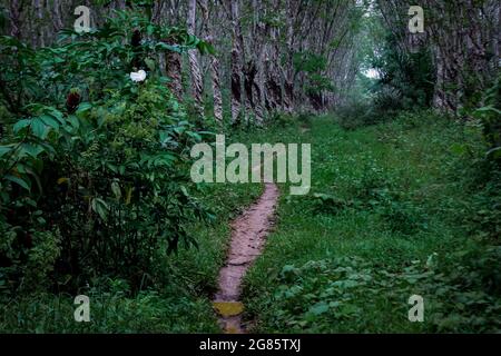 Le chemin vers la plantation qui ne peut être passé que par des véhicules à deux roues Banque D'Images