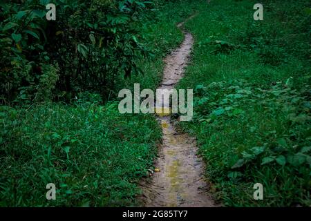 Le chemin vers la plantation qui ne peut être passé que par des véhicules à deux roues Banque D'Images