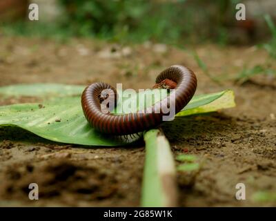 Le ver indien millipede est présenté sur la forme u de la feuille à la surface du sol derrière un arrière-plan flou naturel. Banque D'Images