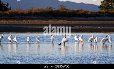 Un troupeau de spatules se reposent et se toilettant sur les appartements de marée Banque D'Images