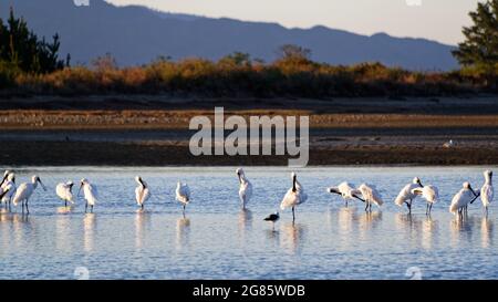 Les spatules royales se reposent et se préendisse sur les plateaux de marée Banque D'Images