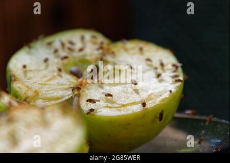 Une pomme coupée en deux a été laissée pour attirer les mouches des fruits Banque D'Images