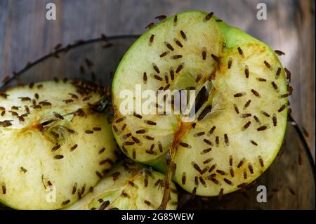 Une pomme coupée a attiré des mouches de fruits pour se nourrir dessus Banque D'Images