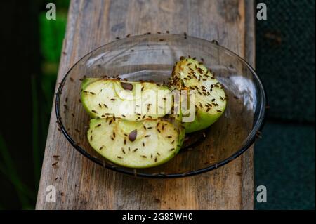 Une pomme coupée en deux a été laissée pour attirer les mouches des fruits Banque D'Images