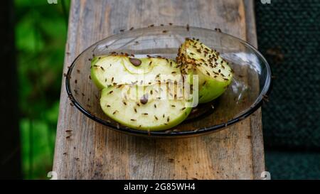 Les mouches des fruits se nourrissent de pommes coupées sur une soucoupe Banque D'Images