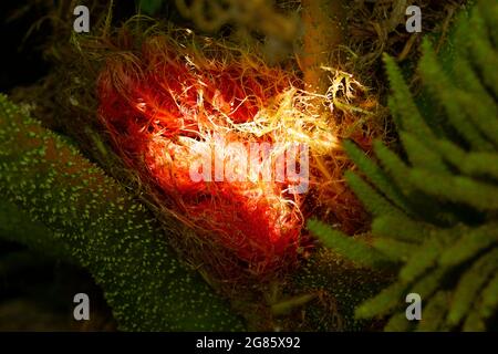 Le floret massif du Rhubarb géant pousse à partir de la base des tiges foliaires et est protégé par la végétation dense de cette plante herbacée géante Banque D'Images